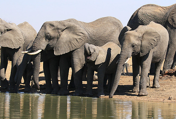 At Timbavati game reserve