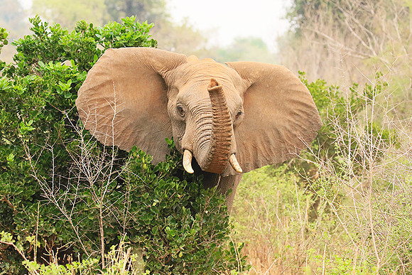 At Kruger NP