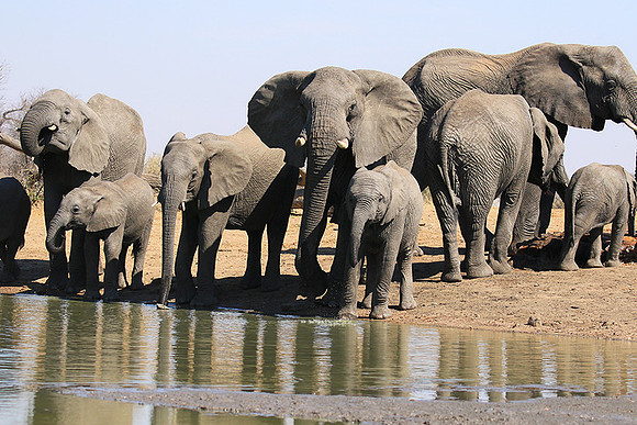At Timbavati game reserve