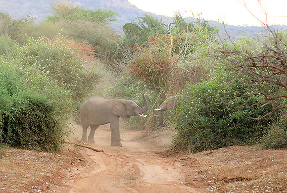 At Kruger NP