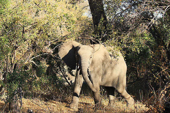 At Timbavati game reserve