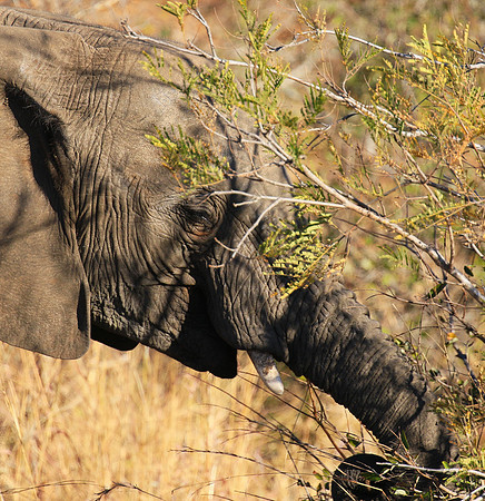 At Timbavati game reserve