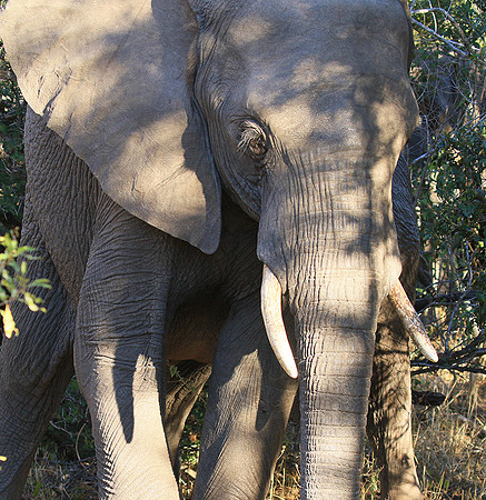 At Timbavati game reserve