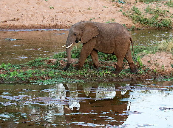 At Kruger NP