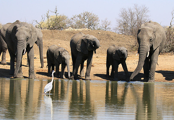 At Timbavati game reserve