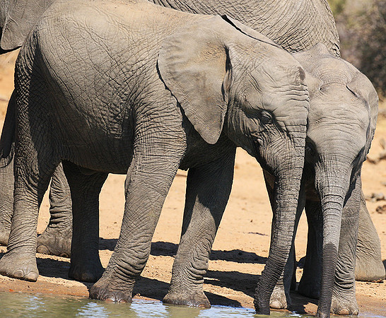 At Timbavati game reserve