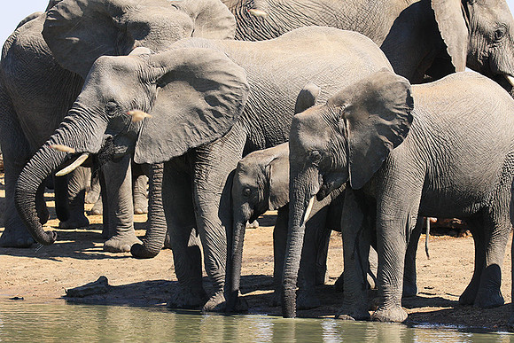 At Timbavati game reserve