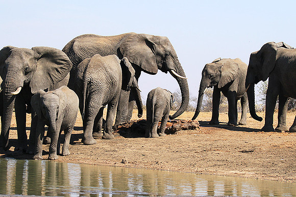 At Timbavati game reserve