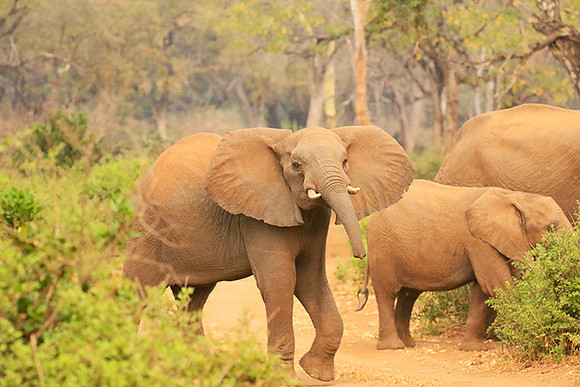 At Kruger NP