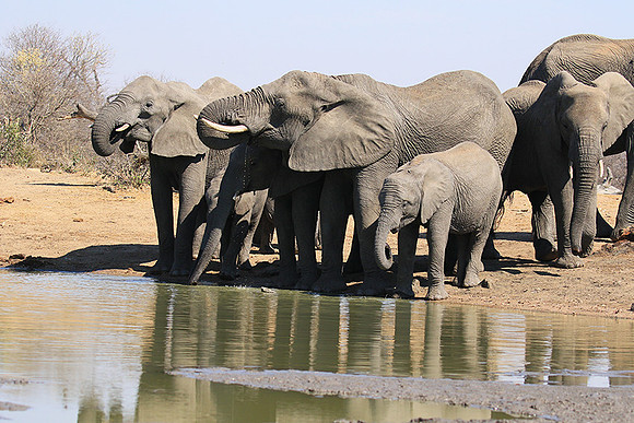 At Timbavati game reserve