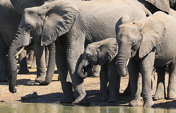 At Timbavati game reserve