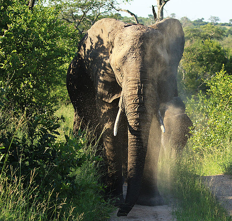 Londolozi Game Reserve