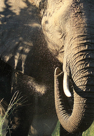 Londolozi Game Reserve