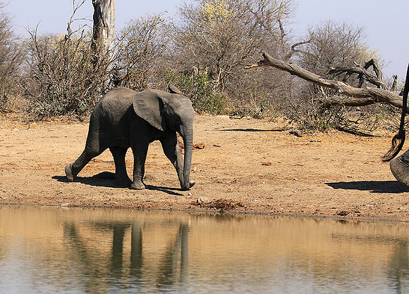 At Timbavati game reserve