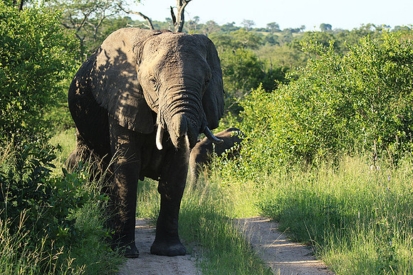 Londolozi Game Reserve