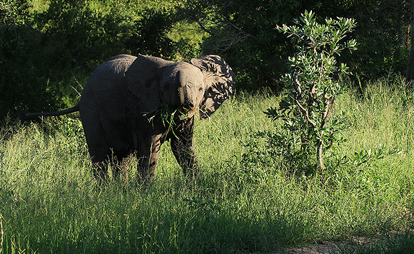 Londolozi Game Reserve