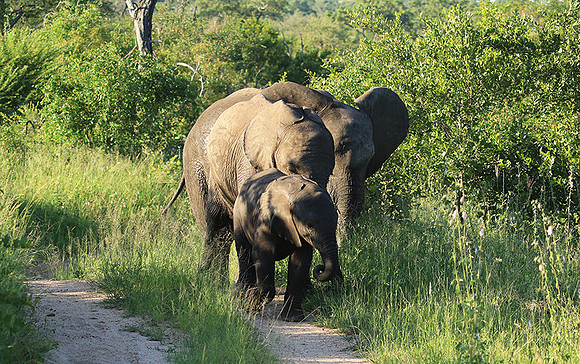 Londolozi Game Reserve