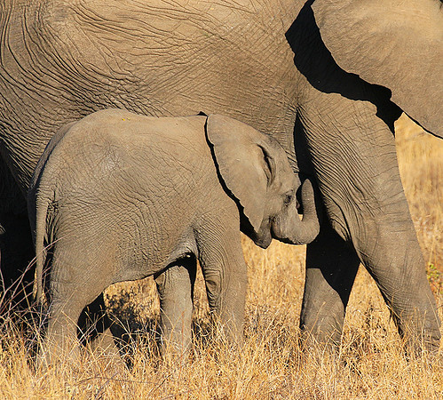 At Timbavati game reserve