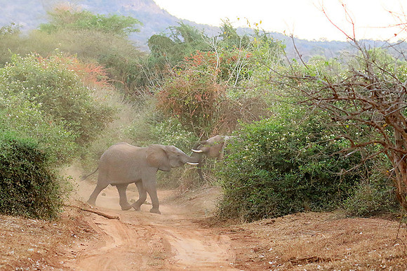 At Kruger NP