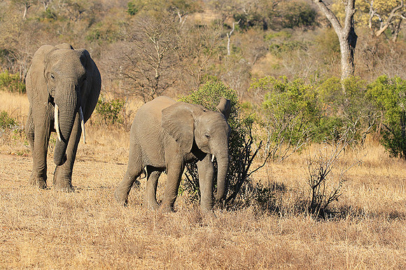 At Timbavati game reserve