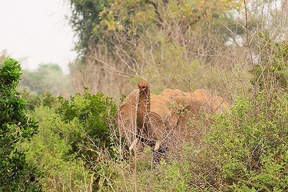 At Kruger NP
