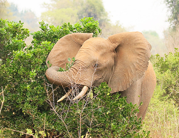 At Kruger NP
