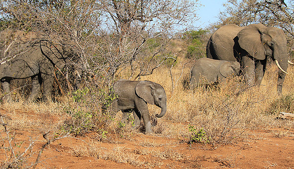At Timbavati game reserve