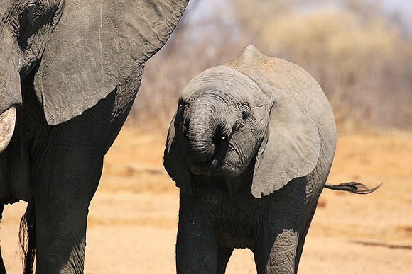 At Timbavati game reserve