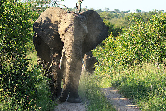 Londolozi Game Reserve