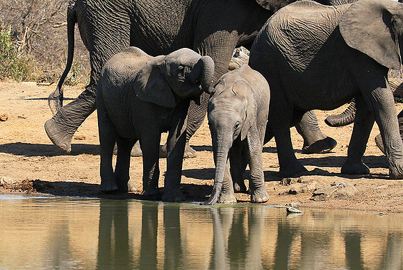 At Timbavati game reserve