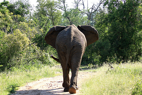 Mala Mala game reserve