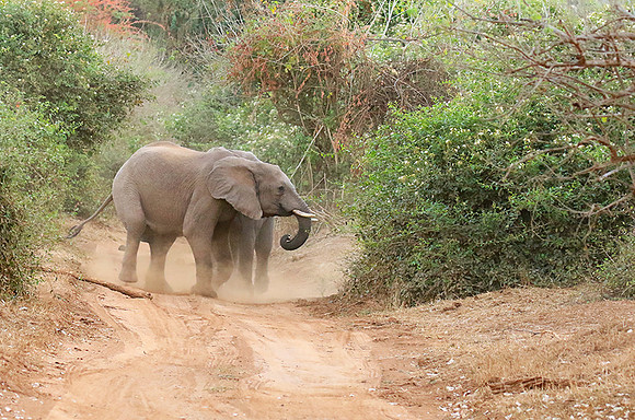 At Kruger NP