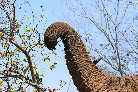 At Kruger NP