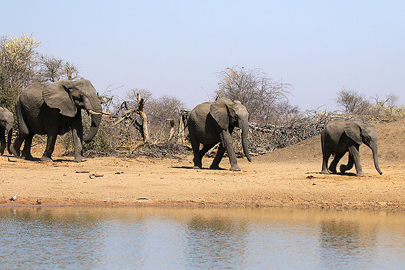 At Timbavati game reserve