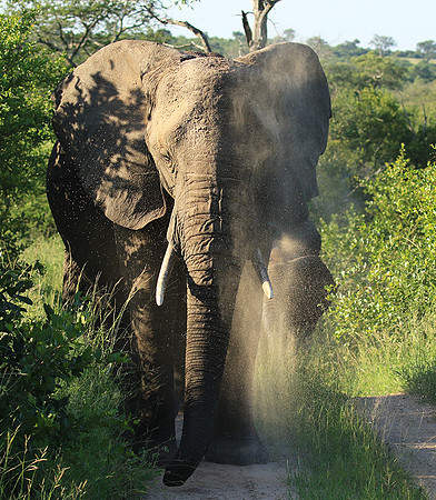 Londolozi Game Reserve