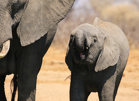 At Timbavati game reserve