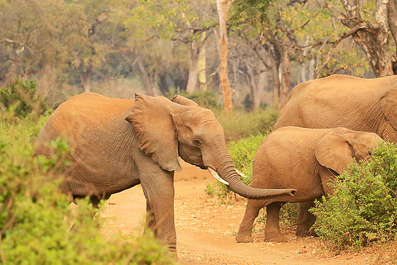 At Kruger NP
