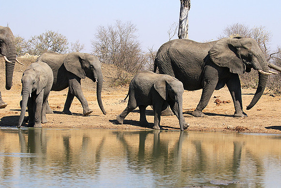 At Timbavati game reserve