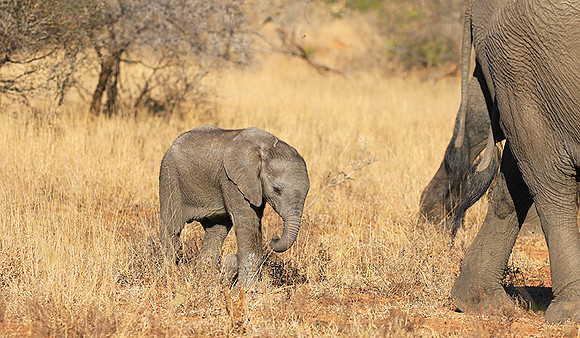 At Timbavati game reserve