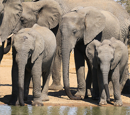 At Timbavati game reserve