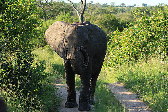 Londolozi Game Reserve
