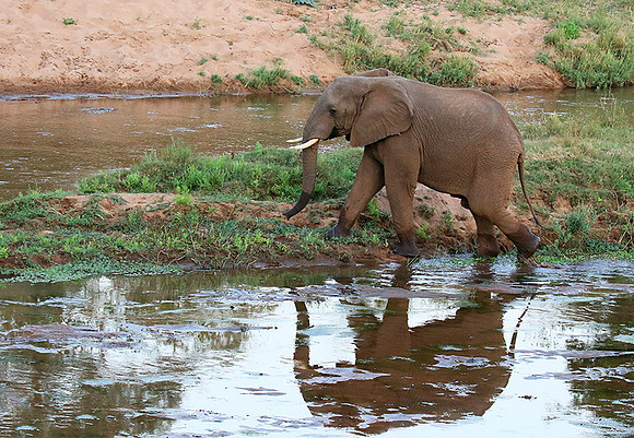 At Kruger NP