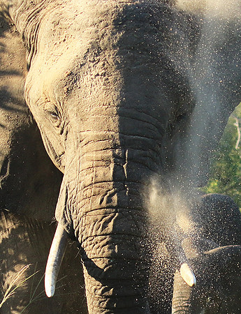 Londolozi Game Reserve