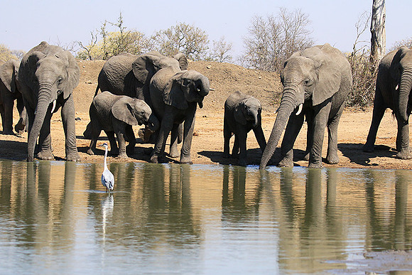 At Timbavati game reserve