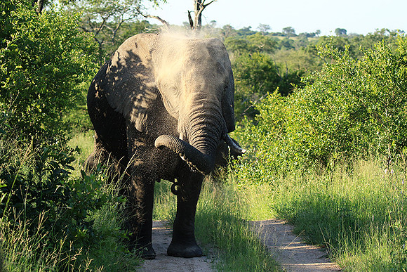 At Londolozi game reserve