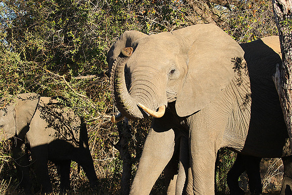At Timbavati game reserve