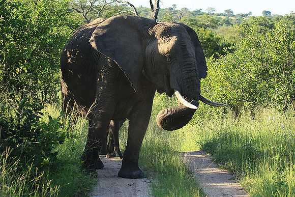 Londolozi Game Reserve