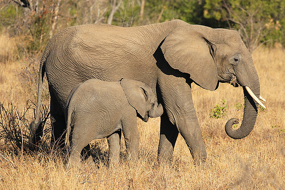 At Timbavati game reserve