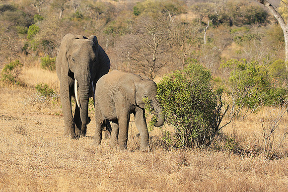 At Timbavati game reserve