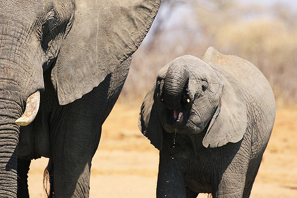 At Timbavati game reserve